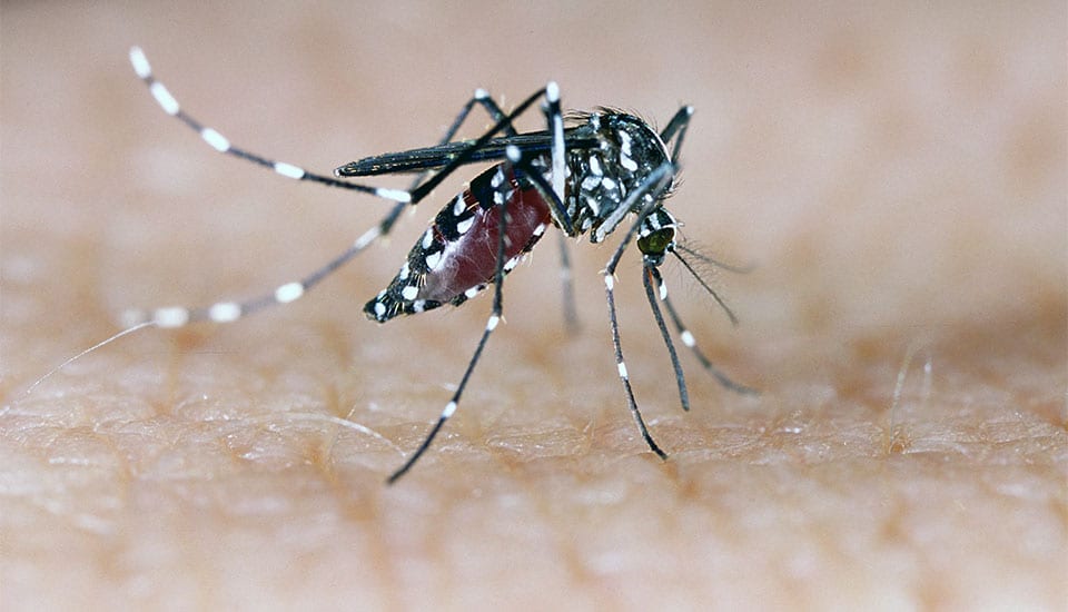 Aprenda a evitar o mosquito da dengue