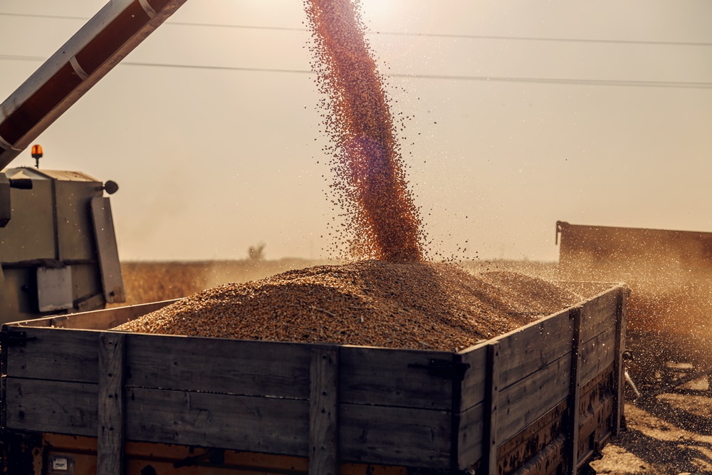 Transporte de grãos: como é feito e quais os cuidados?
