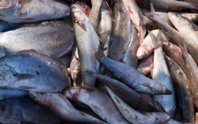 Como transportar peixes e frutos do mar?